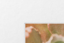 Load image into Gallery viewer, Bushes & Succulents