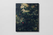 Load image into Gallery viewer, Blackwater River