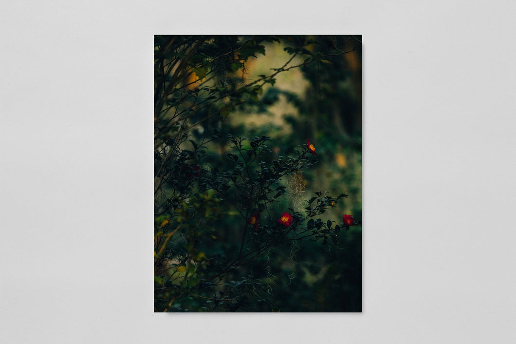 Artist Edition Blackwater River